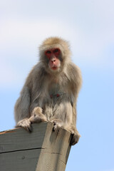 Japanese macaque sitting calmly in its natural habitat, also known as a snow monkey, with expressive eyes and thick fur