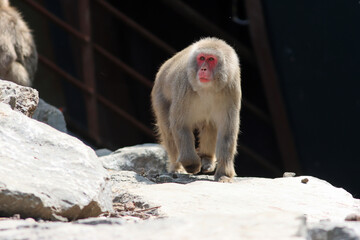 Japanese macaque walking against a black background, highlighting its posture, fur texture, and natural movement in a studio-like setting