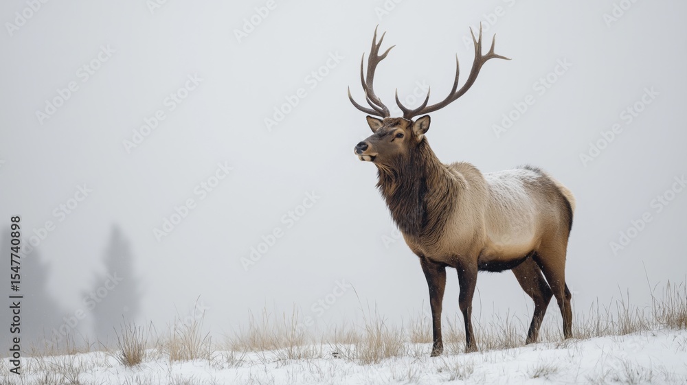 Poster a large elk with impressive antlers stands tall in a snowy field, surrounded by fog and trees.