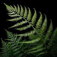 green fern leaves