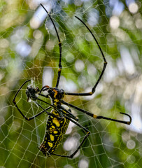 A black and yellow spider can be seen sitting on its intricate web
