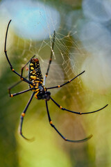 A black and yellow spider can be seen sitting on its intricate web