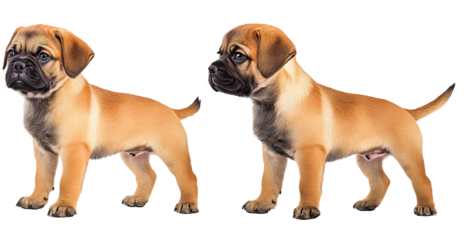 Set of three different small dog breeds standing side by side. Each animal is separately isolated on white
