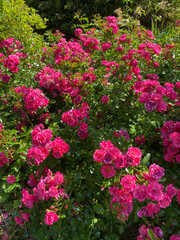 Close-up of a blooming pink rose bush, showcasing lush petals and vibrant natural beauty in a dense floral composition