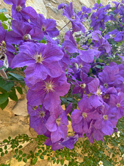 Close-up of vibrant purple clematis flowers in full bloom, showing delicate petals and natural texture in soft daylight