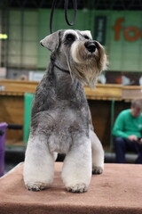 Miniature Schnauzer pepper and salt  standing alert on a dog show ring, groomed and poised for competition during a canine exhibition event