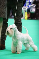 White Miniature Schnauzer standing alert on a dog show ring, groomed and poised for competition during a canine exhibition event