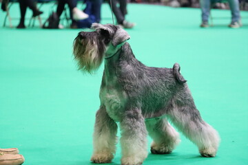 Miniature Schnauzer pepper and salt  standing alert on a dog show ring, groomed and poised for competition during a canine exhibition event