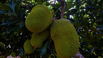 The image shows several large, green jackfruits hanging from the branches of a tree, surrounded by...