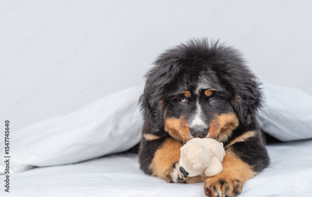 Aufkleber cute bernese mountain dog puppy lying on a bed under white blanket at home and hugging favorite toy 