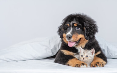 Young bernese mountain dog puppy hugs tiny kitten under warm blanket on a bed at home. Pets look away together on empty space. Free space for text