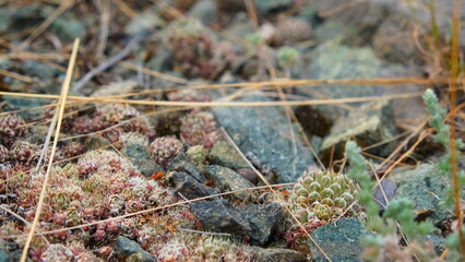 lizard on the ground