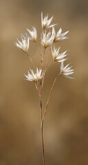 High quality photo of single, dried grass stalk with soft white flowers at the top against a plain background. The focus is sharp and detailed, capturing every delicate petal of.