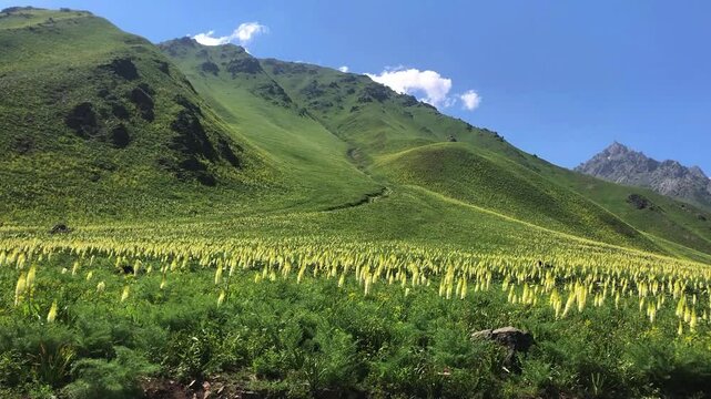 Beautiful daytime view of Deosai National Park in Gilgit-Baltistan, Pakistan. Deosai National is located between the Skardu District, Kharmang and Astore District in Gilgit-Baltistan, Pakistan