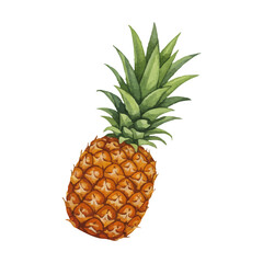 Fototapeta premium Vector watercolor pineapple / 水彩テイストのパイナップルイラスト