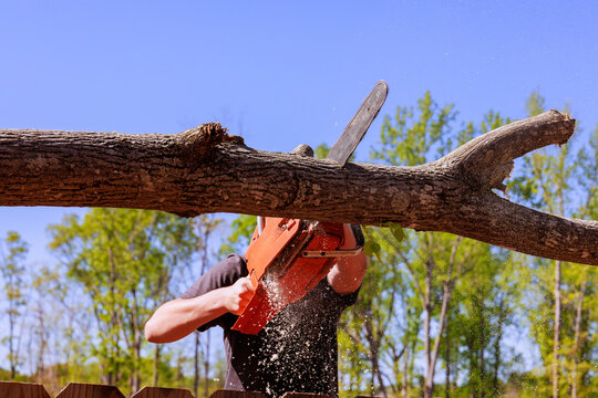 Worker utilizes chainsaw to cut through tree stump surrounded by sparse foliage in forest.