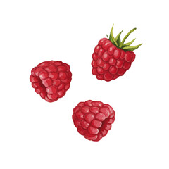 Vector watercolor raspberry / 水彩テイストのラズベリーイラスト © 73