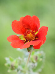Close up on red flower of a Potentilla atrosanguinea plant