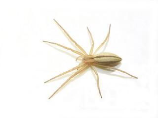 Tibellus oblongus the oblong running spider isolated on white background