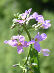 Closeup on purple gilliflower Hesperis matronalis
