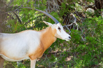 Scimitar-horned Oryx | Oryx dammah | Texas, USA
