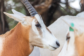 Scimitar-horned Oryx | Oryx dammah | Texas, USA