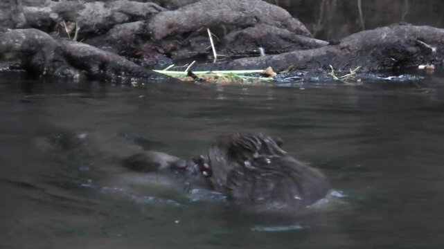 Zwei Biber, Castor, spielen und k&auml;mpfen im Bach, Gro&szlig;aufnahme
