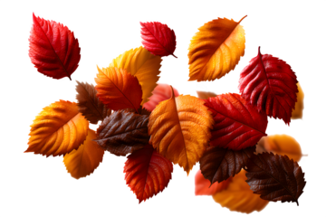 Collection of assorted autumn leaves in warm tones (red, orange, brown), scattered as if windblown, on white background, isolated to transparent background