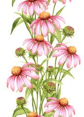 Pink Echinacea Vertical Border - Hand-Drawn Floral Illustration