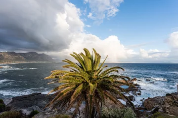 Fototapeten Palmenbaum an der felsigen Küste, Hermanus, Südafrika © MC Stock