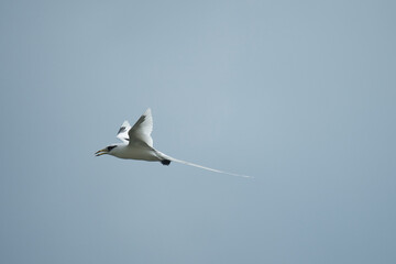 White tailed tropic bird, an endemic sea bird of the Seychelles flying near the shore, Mahe,...