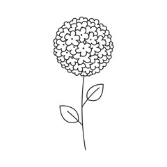 Hand drawn floral design. Monochrome illustration of abstract round inflorescence composed of many small flowers. Simple botanical element in linear doodle style. Vector 10 EPS.