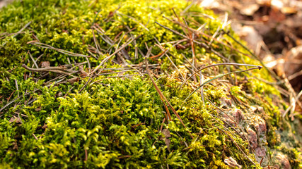 Bright Green Moss on Tree Bark with Forest Debris – Forest Ecology and Climate Photo