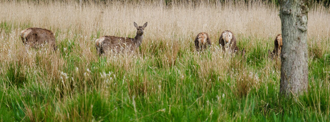 Serene winter landscape with deer grazing in danish countryside