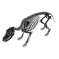 A timeless canine outline – Dog skeleton silhouette and carefully styled Dog skeleton vector – Dog skeleton illustration

