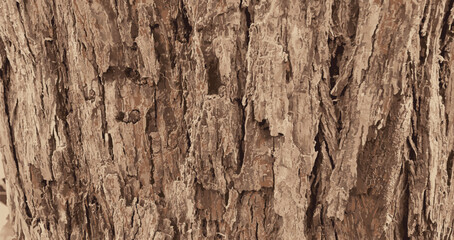 Brown Colored Tree Bark Texture 