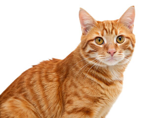 orange-tabby-cat isolated on white back ground  png, ai generated