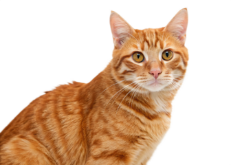 orange-tabby-cat isolated on white back ground  png, ai generated