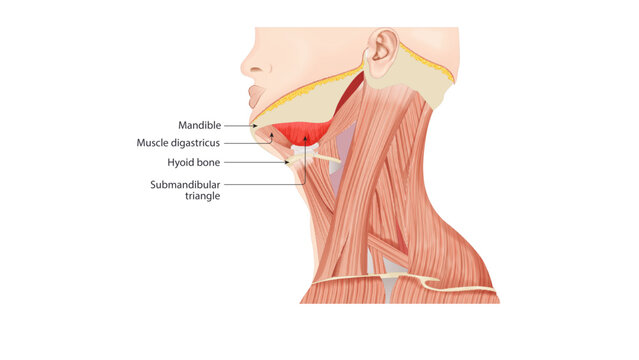 This image illustrates the submandibular region of the neck, highlighting key anatomical landmarks important in head and neck anatomy