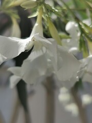 photographie en gros plan de fleurs blanches écloses de laurier