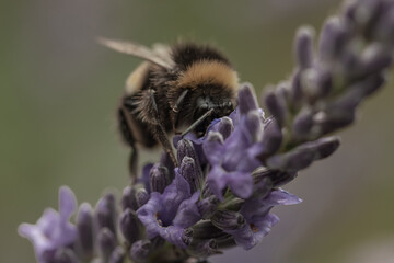 Bumble bee on a flower