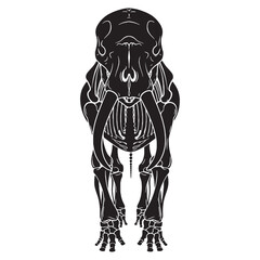 Echoes of strength and memory – Elephant skeleton silhouette captured in precise Elephant skeleton vector – Elephant skeleton illustration

