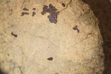 Textura de banda de coco seco velho e desgastado, vista do lado interno