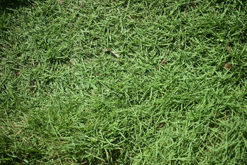 Grama natural de quintal de casa brasileira. Gramado verde e frondoso visto do alto