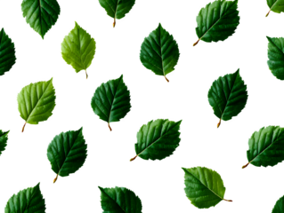 Minimalist layout of birch tree leaves in two tones (light and dark green), styled in a grid over white background, isolated to transparent background