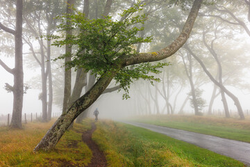 Curved tree arches over foggy forest path as a lone cyclist silhouette disappears into the mist,...
