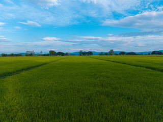 Aerial view golden rice plantation field mountain background