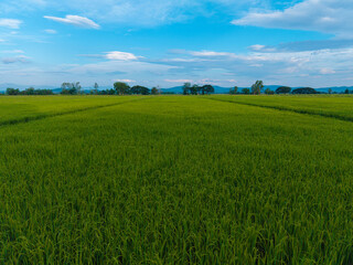 Fototapeta premium Aerial view golden rice plantation field mountain background