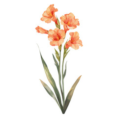 Obraz premium Gladiolus clip art gladiolus illustration watercolor vector