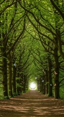 Fototapeta premium Sunlit Path Through Lush Green Canopy of Trees Nature Photography